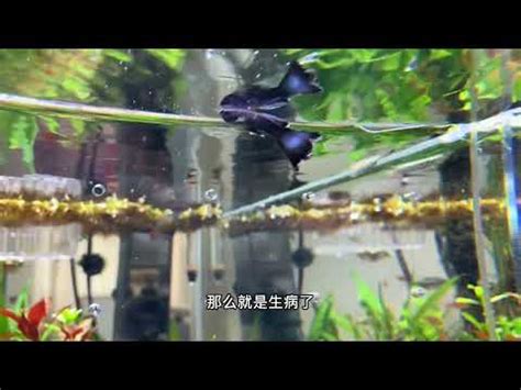 死掉的魚怎麼處理|閒聊 你家的魚 都怎麼往生的 往生之後怎麼處理遺體 